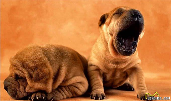 新养沙皮狗幼犬注意事项