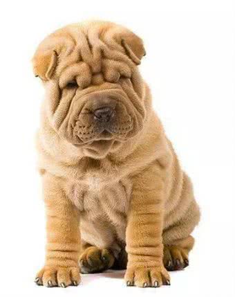 新养沙皮狗幼犬注意事项