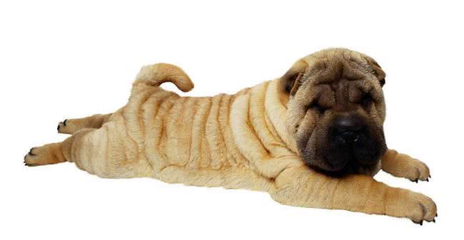 新养沙皮狗幼犬注意事项