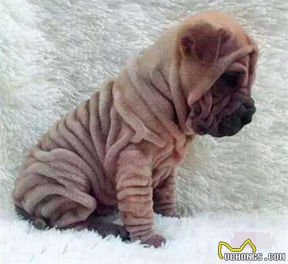 新养沙皮狗幼犬注意事项