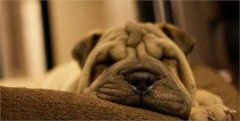 新养沙皮狗幼犬注意事项