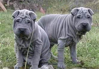 新养沙皮狗幼犬注意事项