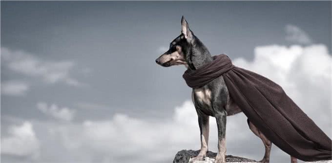 盘点智商最高的5种狗狗，家里养一只，就怕它嫌弃我蠢