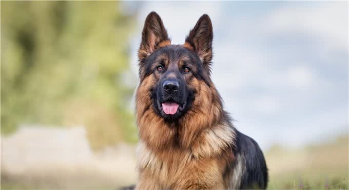 盘点智商最高的5种狗狗，家里养一只，就怕它嫌弃我蠢