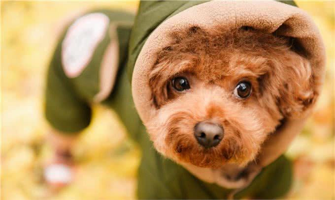 盘点智商最高的5种狗狗，家里养一只，就怕它嫌弃我蠢