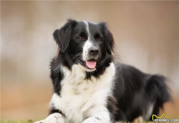 盘点智商最高的5种狗狗，家里养一只，就怕它嫌弃我蠢