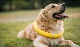 盘点智商最高的5种狗狗，家里养一只，就怕它嫌弃我蠢