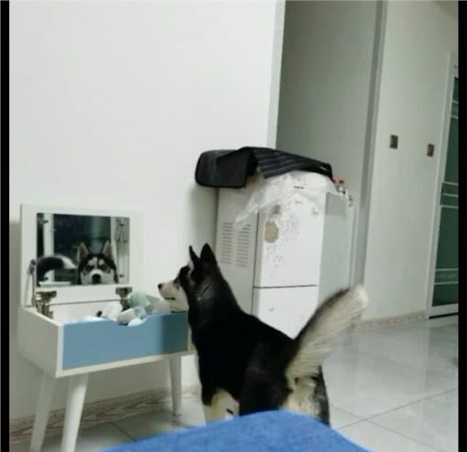 一大早哈士奇就站在梳妆台前照镜子，还露出笑容，被自己帅到了?
