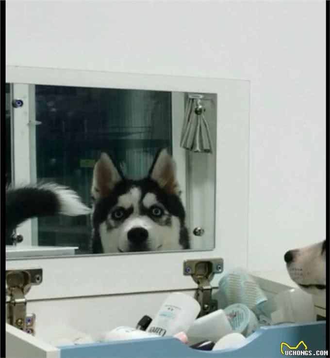 一大早哈士奇就站在梳妆台前照镜子，还露出笑容，被自己帅到了?