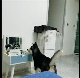 一大早哈士奇就站在梳妆台前照镜子，还露出笑容，被自己帅到了?