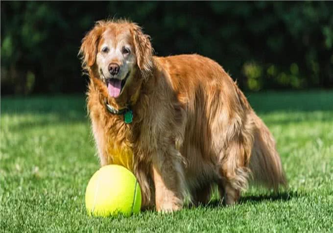 养狗心得:狗狗呕吐黄色沫沫?是什么原因引起的?