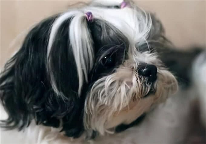 养狗心得:狗狗呕吐黄色沫沫?是什么原因引起的?