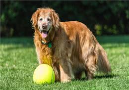 养狗心得:狗狗呕吐黄色沫沫?是什么原因引起的?