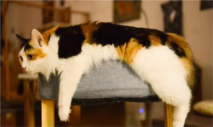 宠物吞食异物怎么办?先分清楚再动手