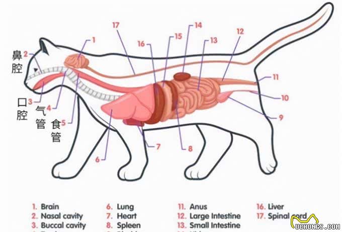 宠物吞食异物怎么办?先分清楚再动手