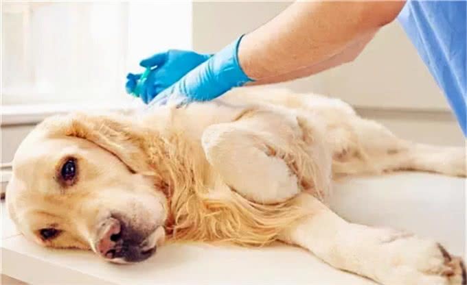 宠物吞食异物怎么办?先分清楚再动手