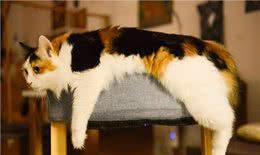 宠物吞食异物怎么办?先分清楚再动手