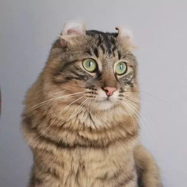 美国卷耳猫有话要说，并不是耳朵弯曲就有基因病哦!Vol.10