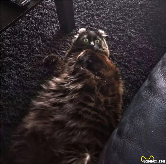 美国卷耳猫有话要说，并不是耳朵弯曲就有基因病哦!Vol.10