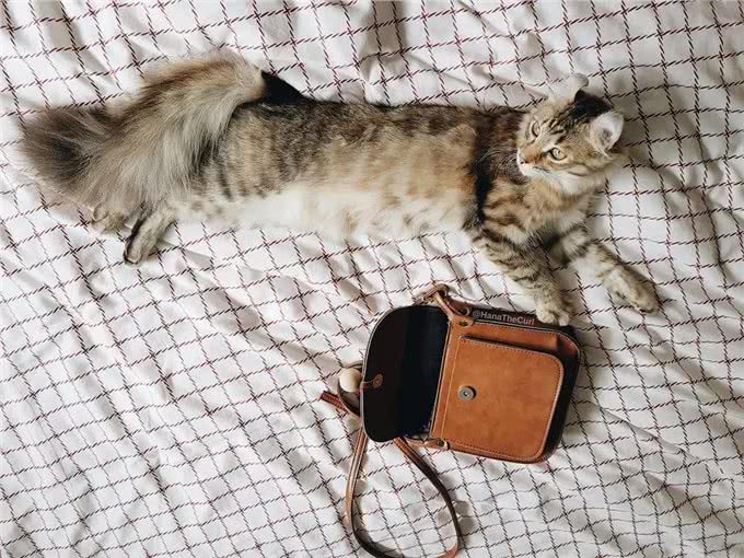 美国卷耳猫有话要说，并不是耳朵弯曲就有基因病哦!Vol.10