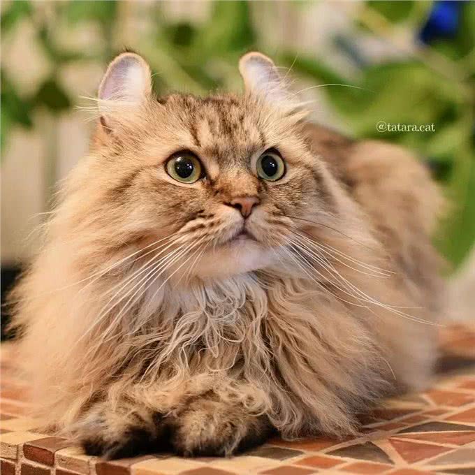 美国卷耳猫有话要说，并不是耳朵弯曲就有基因病哦!Vol.10