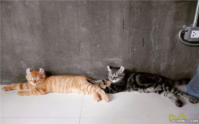 美国卷耳猫有话要说，并不是耳朵弯曲就有基因病哦!Vol.10