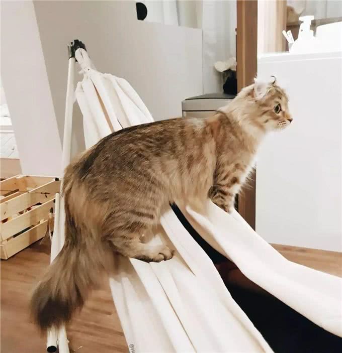 美国卷耳猫有话要说，并不是耳朵弯曲就有基因病哦!Vol.10