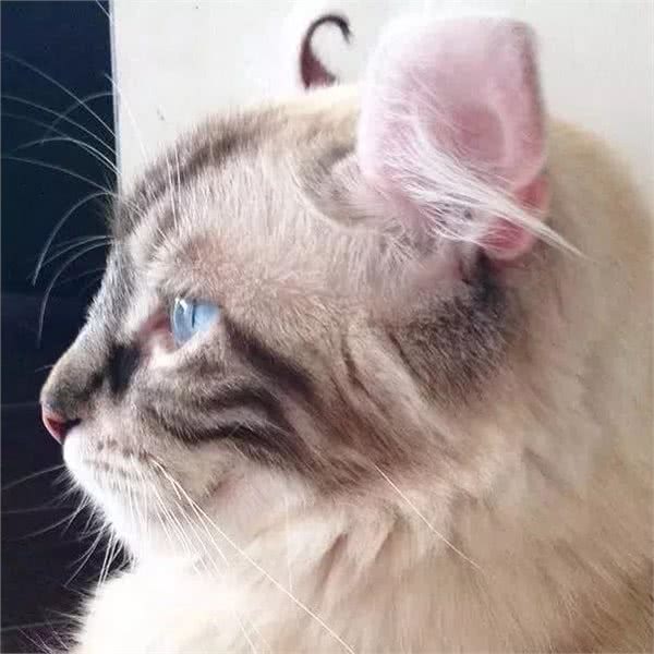 美国卷耳猫有话要说，并不是耳朵弯曲就有基因病哦!Vol.10