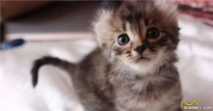 美国卷耳猫有话要说，并不是耳朵弯曲就有基因病哦!Vol.10