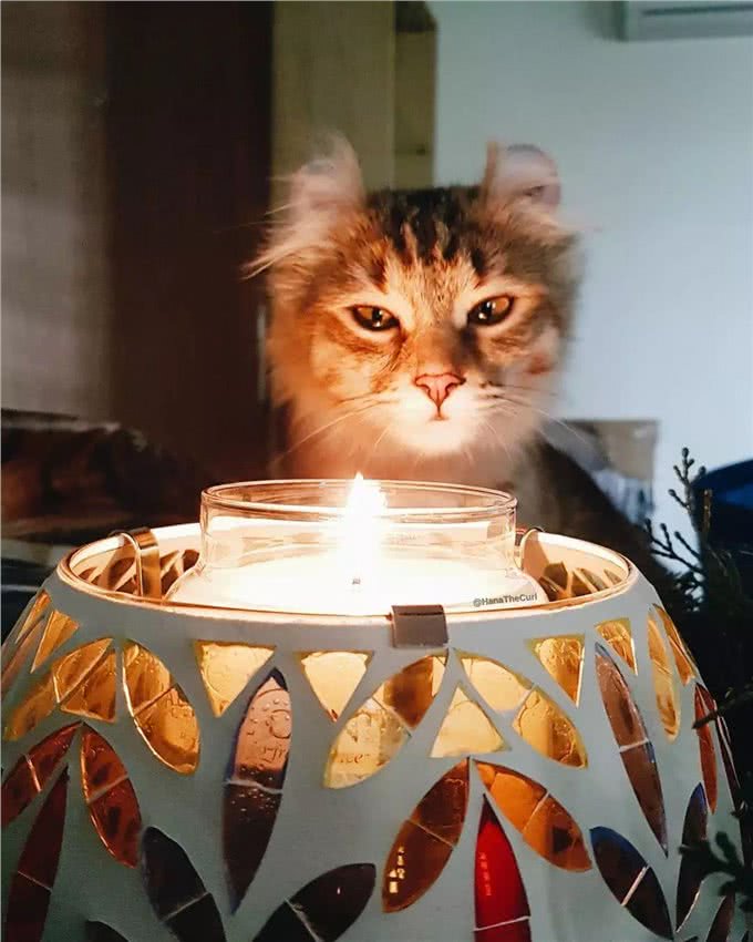 美国卷耳猫有话要说，并不是耳朵弯曲就有基因病哦!Vol.10