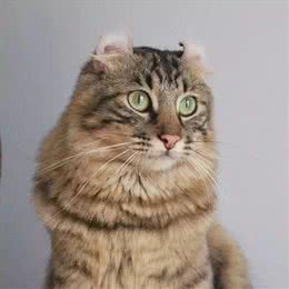 美国卷耳猫有话要说，并不是耳朵弯曲就有基因病哦!Vol.10