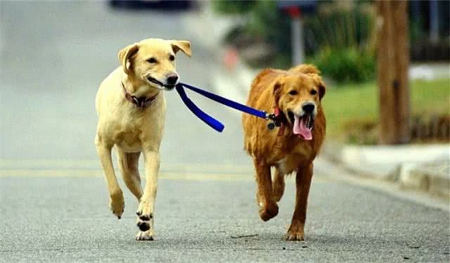 女子小区遛狗不栓绳大爷怒骂并一脚将狗踢飞