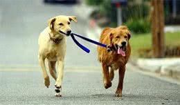 女子小区遛狗不栓绳大爷怒骂并一脚将狗踢飞