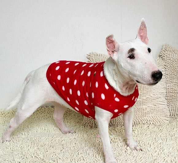 你还在为了狗狗穿上新衣服而沾沾自喜?我要是你的狗，会恨死你!