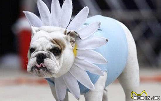 你还在为了狗狗穿上新衣服而沾沾自喜?我要是你的狗，会恨死你!