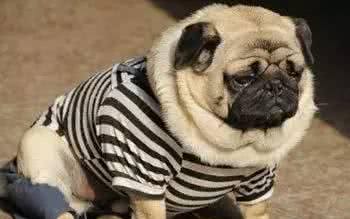 你还在为了狗狗穿上新衣服而沾沾自喜?我要是你的狗，会恨死你!