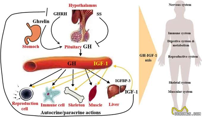 延寿药让猫狗多活几十年，人也能用吗?
