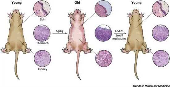 延寿药让猫狗多活几十年，人也能用吗?