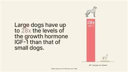 延寿药让猫狗多活几十年，人也能用吗?