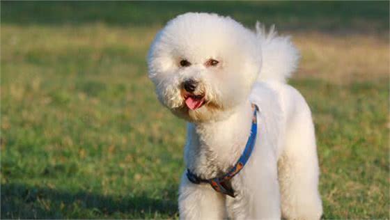 最受欢迎的几种狗狗,有你喜欢的吗