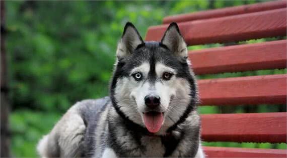 最受欢迎的几种狗狗,有你喜欢的吗