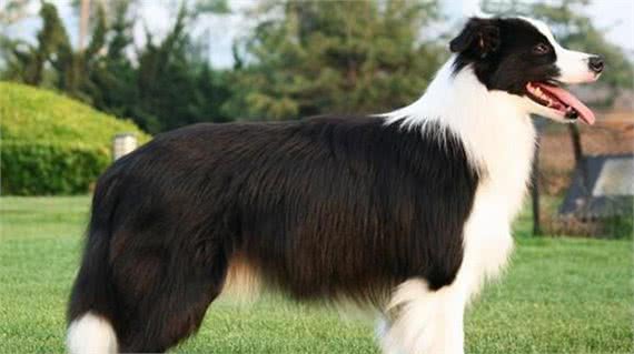 最受欢迎的几种狗狗,有你喜欢的吗