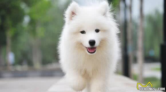 最受欢迎的几种狗狗,有你喜欢的吗