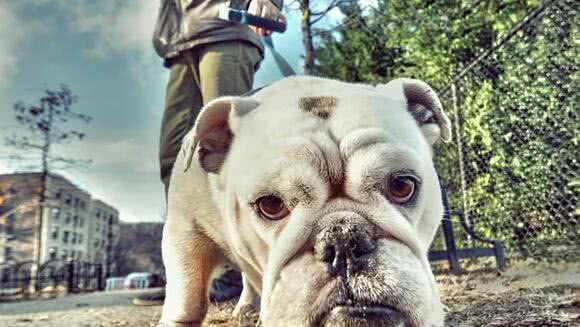 最受欢迎的几种狗狗,有你喜欢的吗