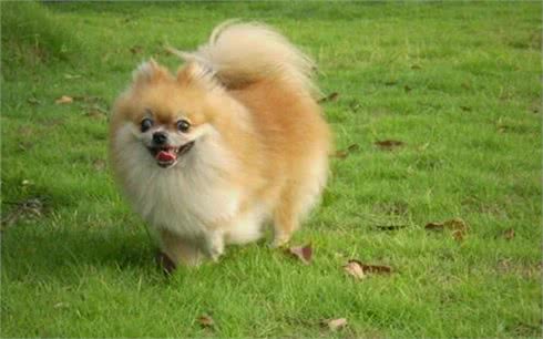 最受欢迎的几种狗狗,有你喜欢的吗