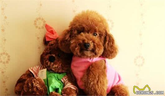 最受欢迎的几种狗狗,有你喜欢的吗