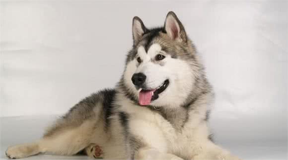 最受欢迎的几种狗狗,有你喜欢的吗