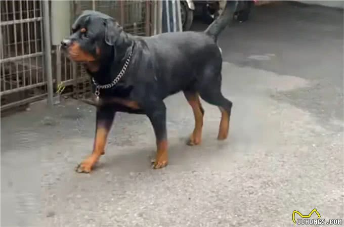 盘点十款让小偷都害怕的狗狗