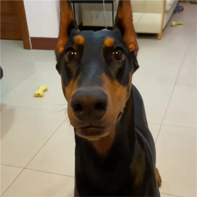 盘点十款让小偷都害怕的狗狗