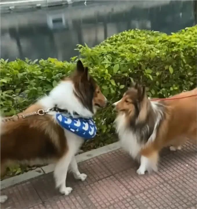 盘点十款让小偷都害怕的狗狗